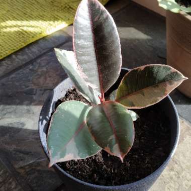 Ficus elastica 'Ruby'