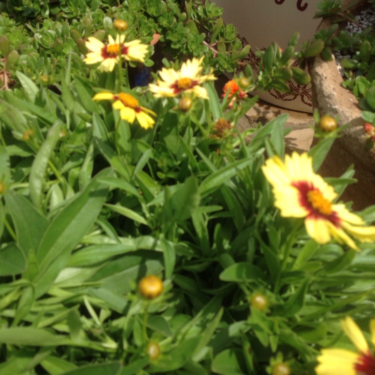 Plant image Coreopsis 'Little Bang'