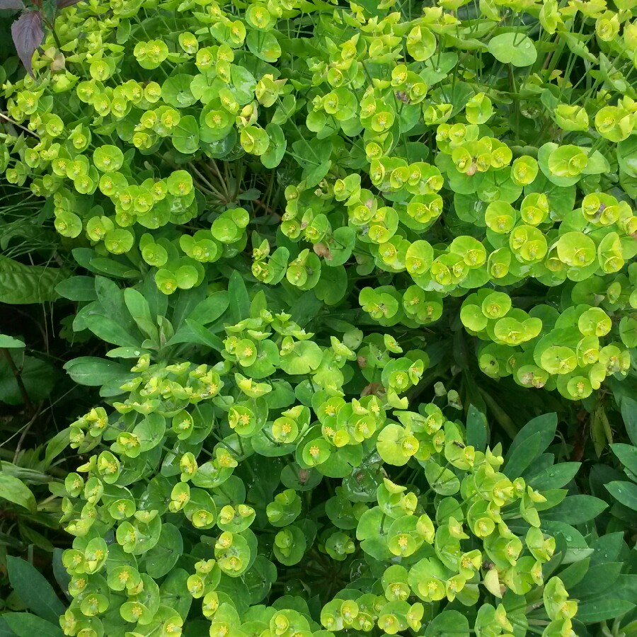 Plant image Euphorbia oblongata