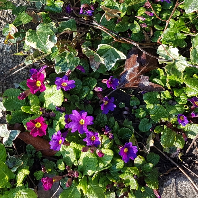 Plant image Primula acaulis 'Primlet Rose'