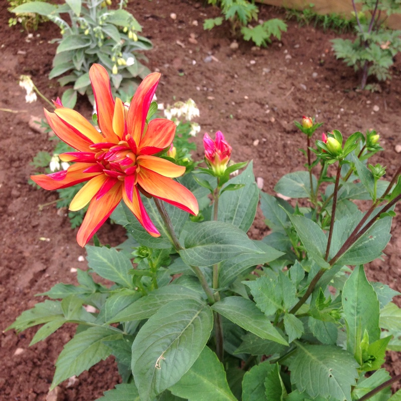 Plant image Dahlia 'Jescot Julie'