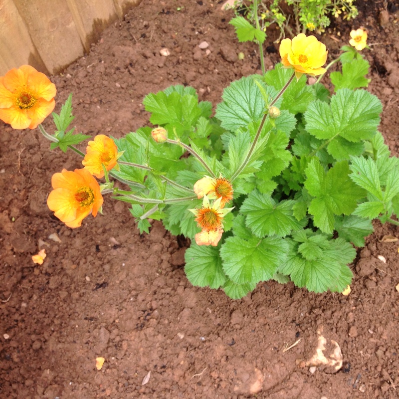 Avens 'Totally tangerine'