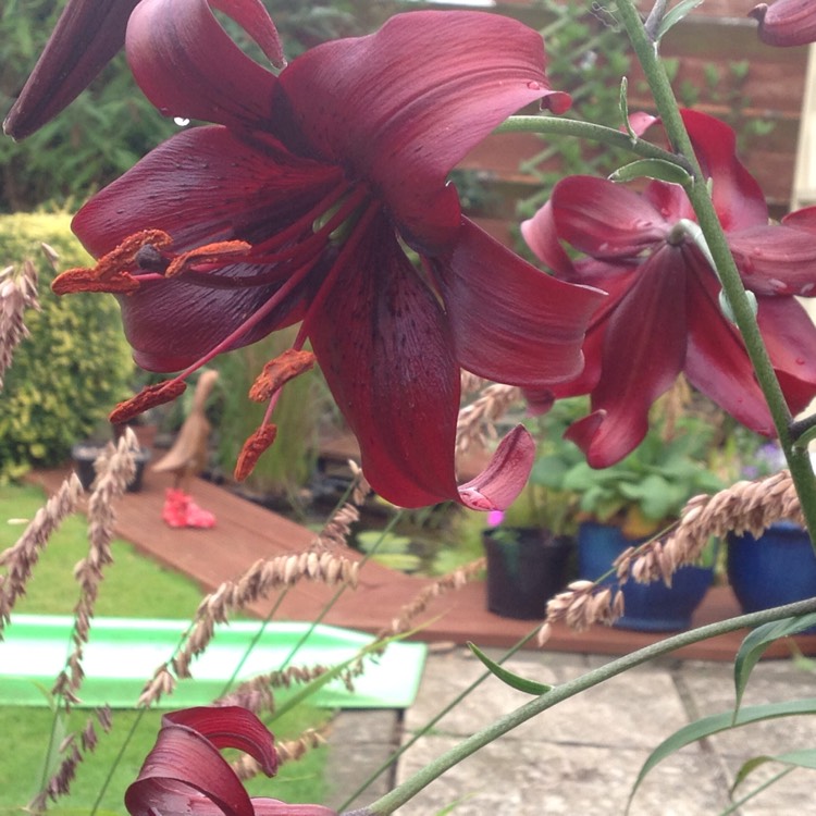 Plant image Lilium 'Landini'