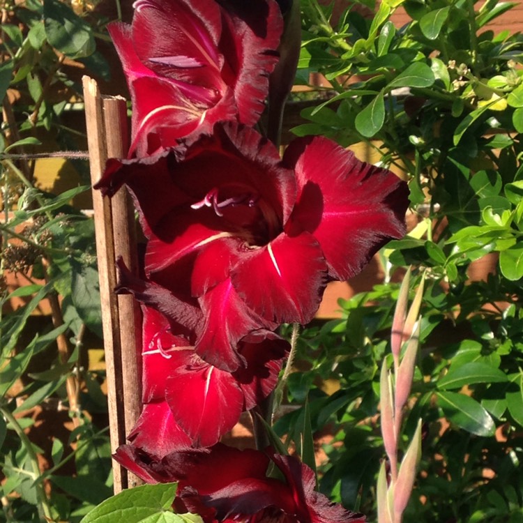 Plant image Gladiolus 'Black Surprise'