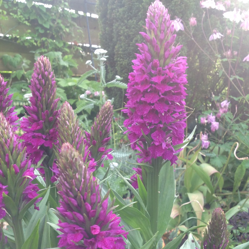 Plant image Dactylorhiza majalis