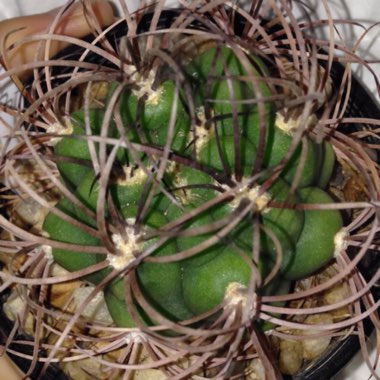 Gymnocalycium saglionis