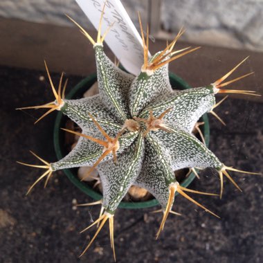 Astrophytum Ornatum