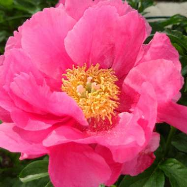 Peony