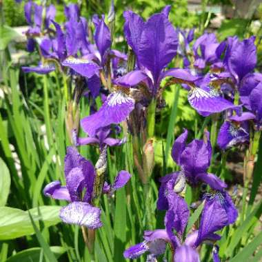 Siberian Iris 'Caesar's Brother'