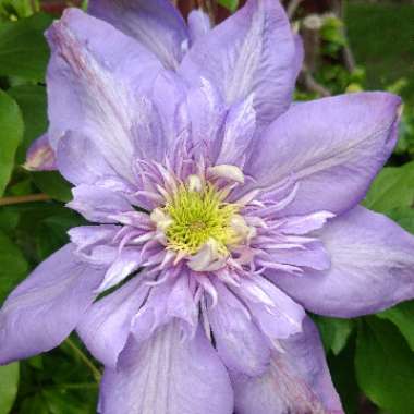 Clematis