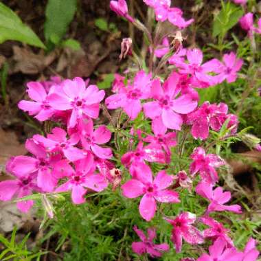 Moss Phlox 'Emerald Cushion'