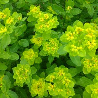 Euphorbia 'Bonfire'