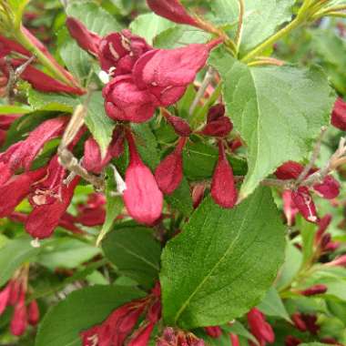 Weigela