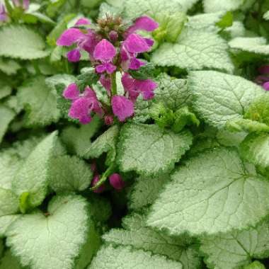 Dead Nettle 'Purple Dragon'