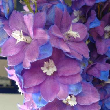 Larkspur