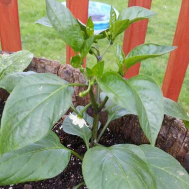 Chilli Pepper 'Jalapeno'