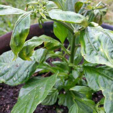 Chilli Pepper 'Bhut Jolokia'