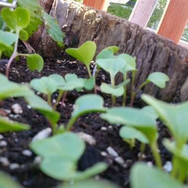 Radish 'French Breakfast'