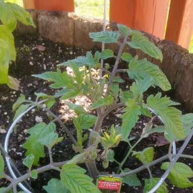 Tomato 'Cherokee Carbon' (Beefsteak Tomato)