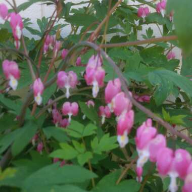 Bleeding Heart 'King of Hearts'