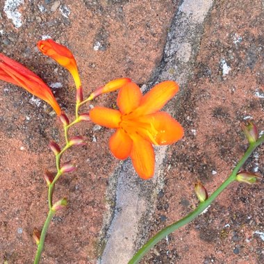 Montbretia