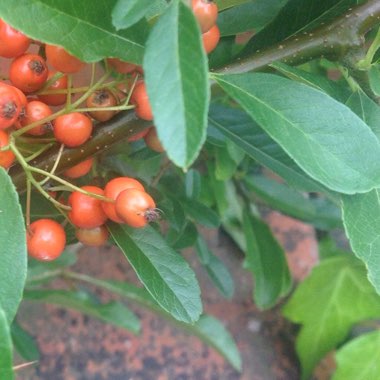 Firethorn 'Orange Glow'