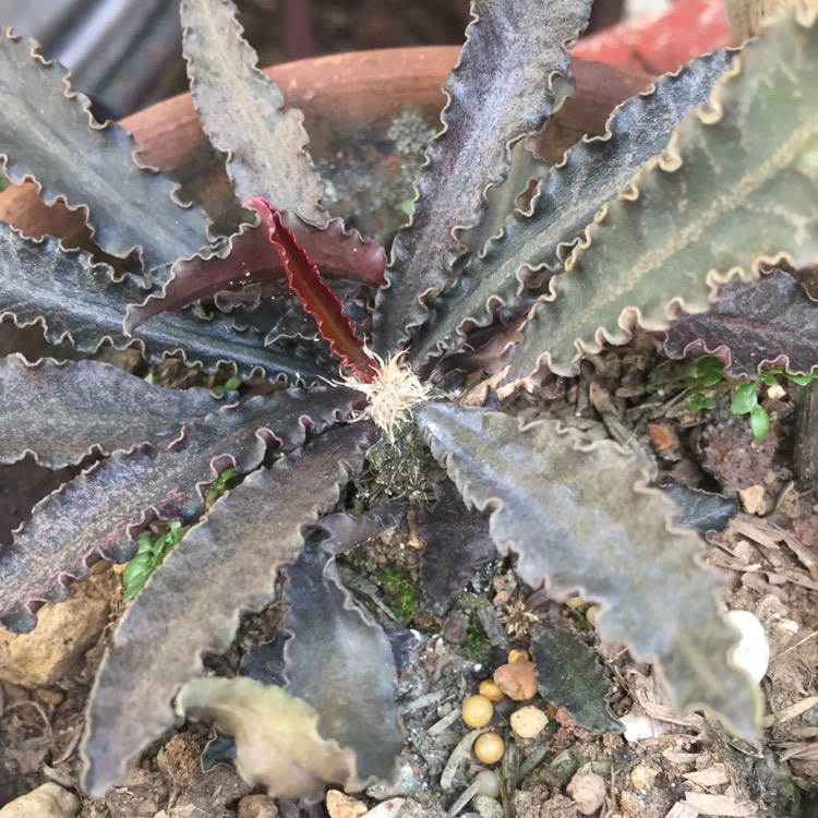 Plant image Euphorbia francoisii