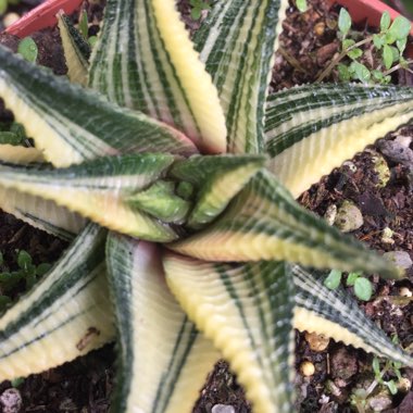 Haworthiopsis 'Limifolia Variegated'