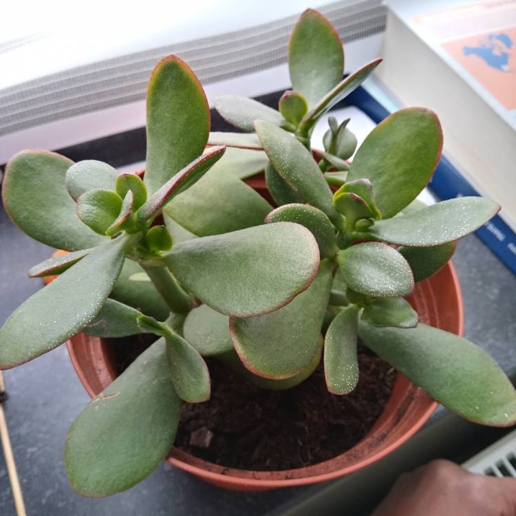 Plant image Crassula Swaziensis