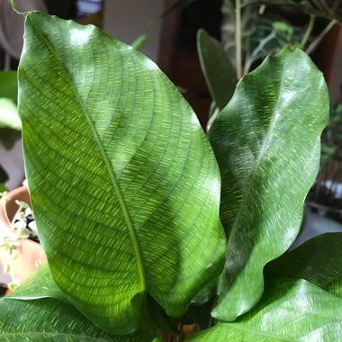 Calathea Musaica