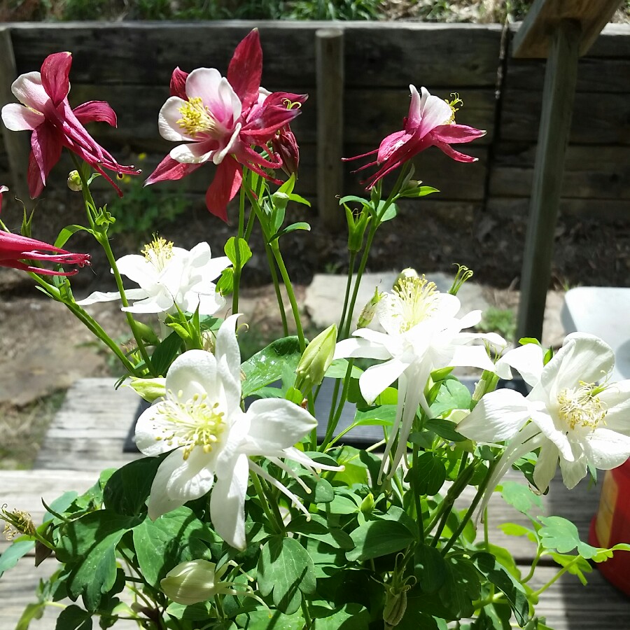 Plant image Aquilegia hybrida 'Crimson Star'