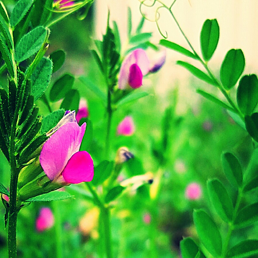 Plant image Vicia sativa syn. Vicia bacla ; Vicia communis ; Vicia glabra ; Vicia nemoralis