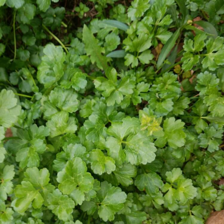 Plant image Glechoma hederacea