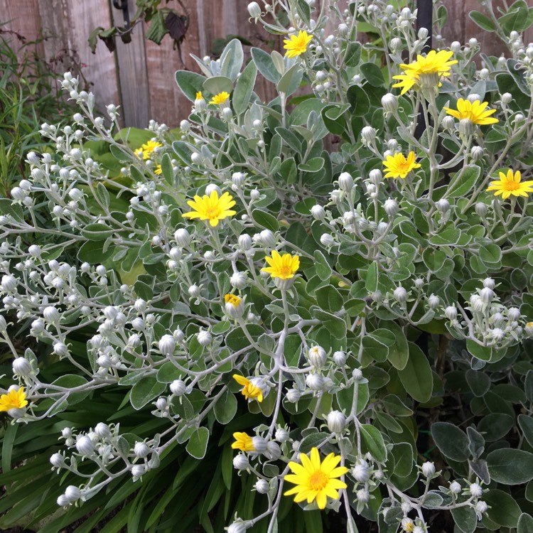 Senecio brachyglottis 'sunshine', Sunshine plant - uploaded by ...