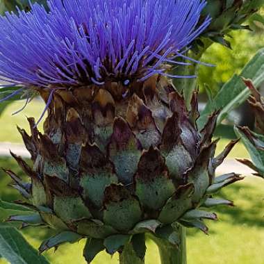 Cynara Scolymus