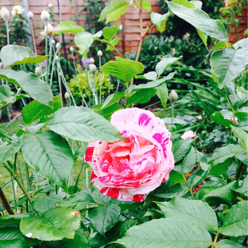 Floribunda Rose 'Scentimental'