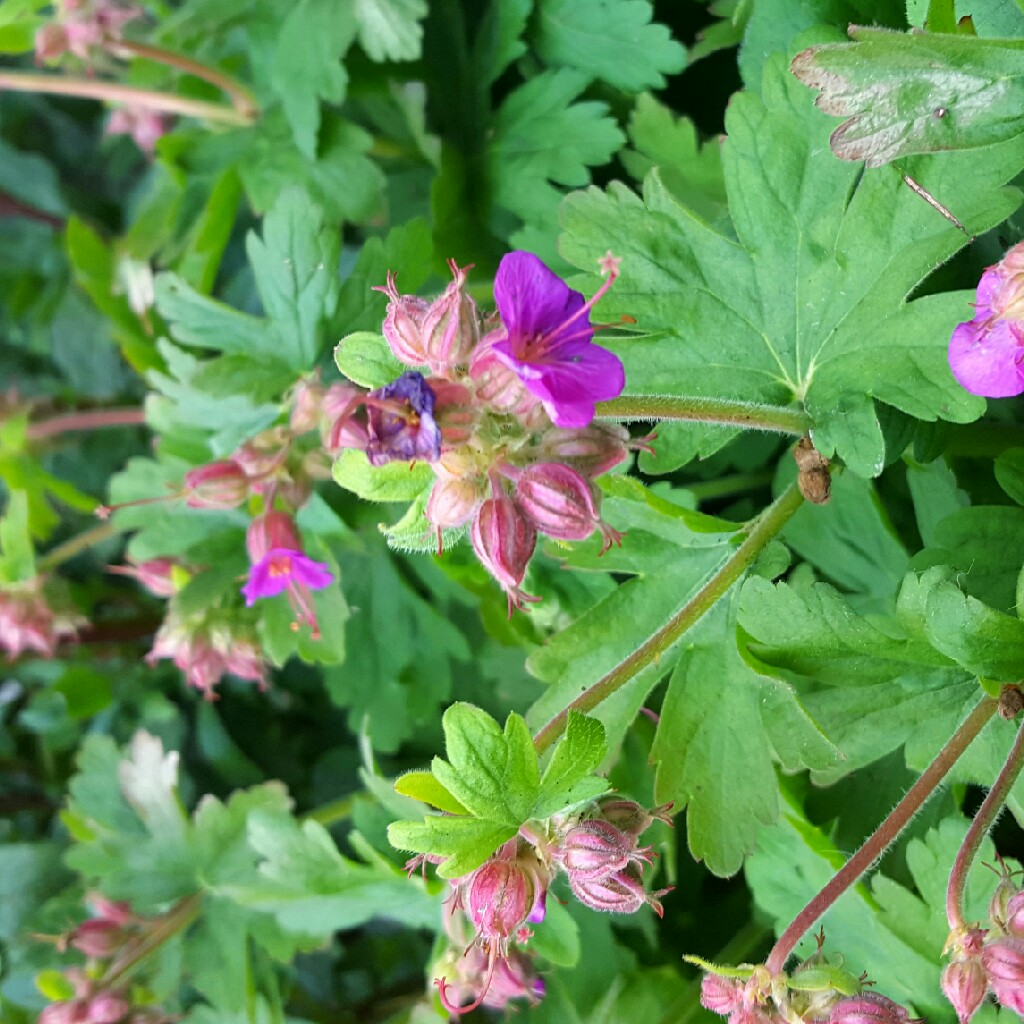 Plant image Geranium macrorrhizum 'Bevan's Variety'