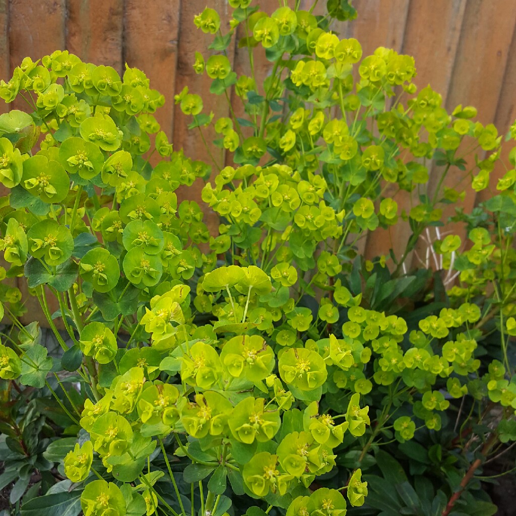 Euphorbia cyparissias 'Fen's Ruby', Cypress Spurge 'Fen's Ruby ...