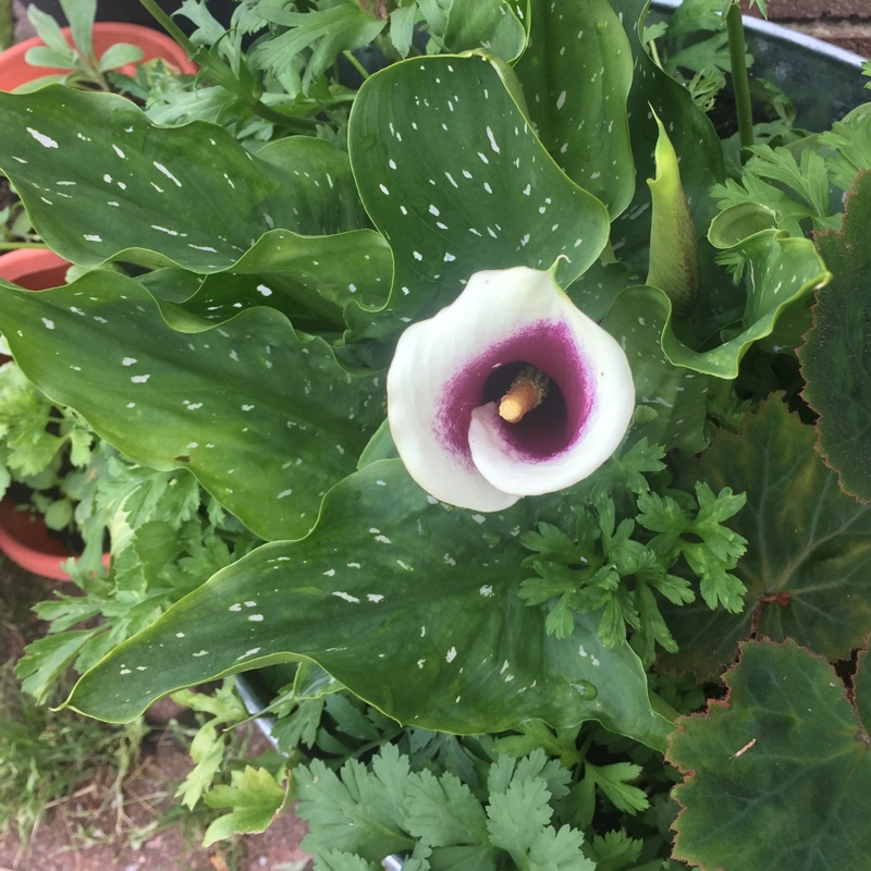 Plant image Zantedeschia albomaculata