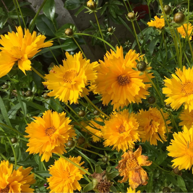 Coreopsis grandiflora 'Early Sunrise'