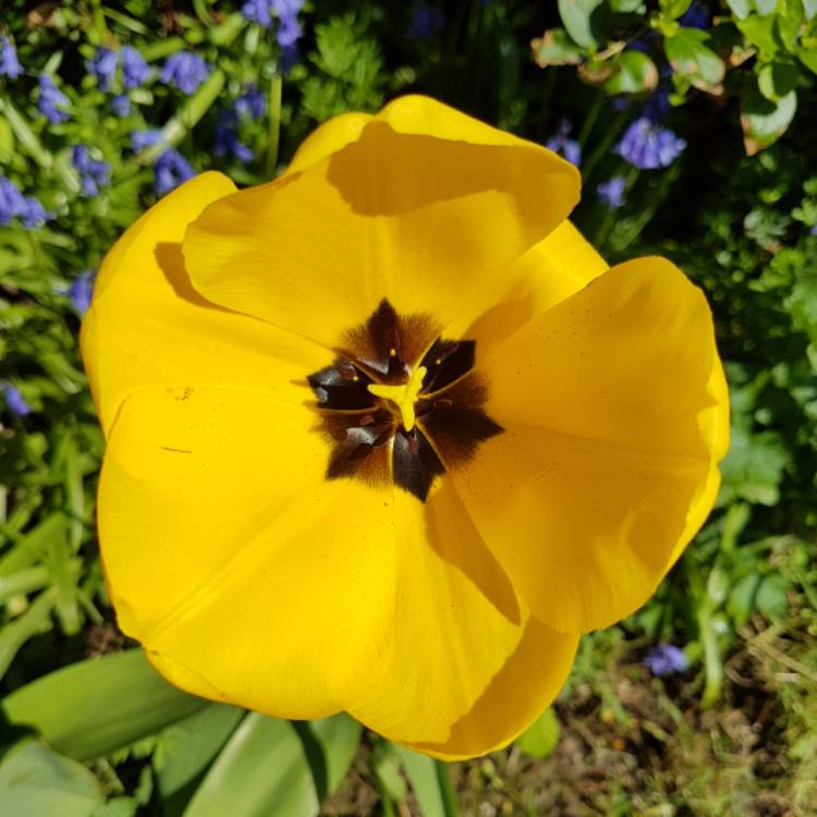 Plant image Tulipa 'Golden Parade'