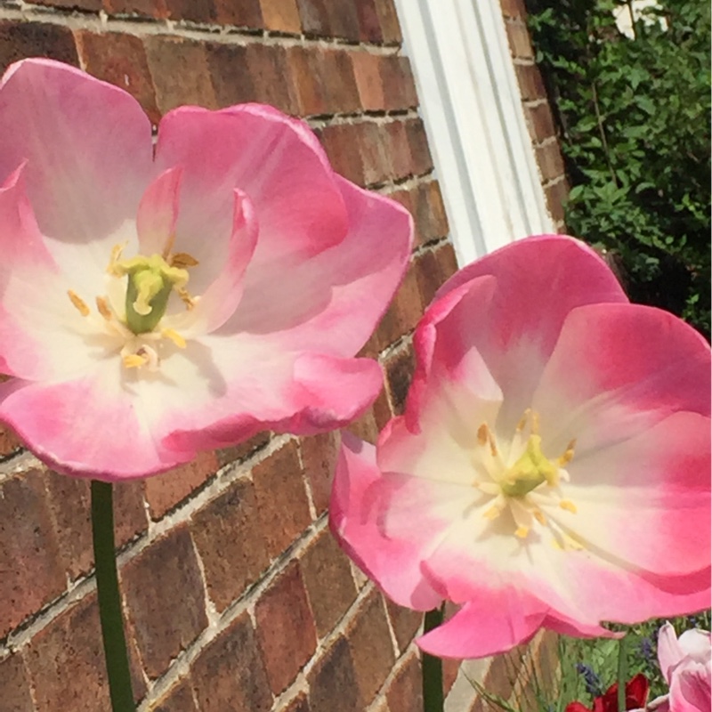 Plant image Tulipa 'Beauty Queen'