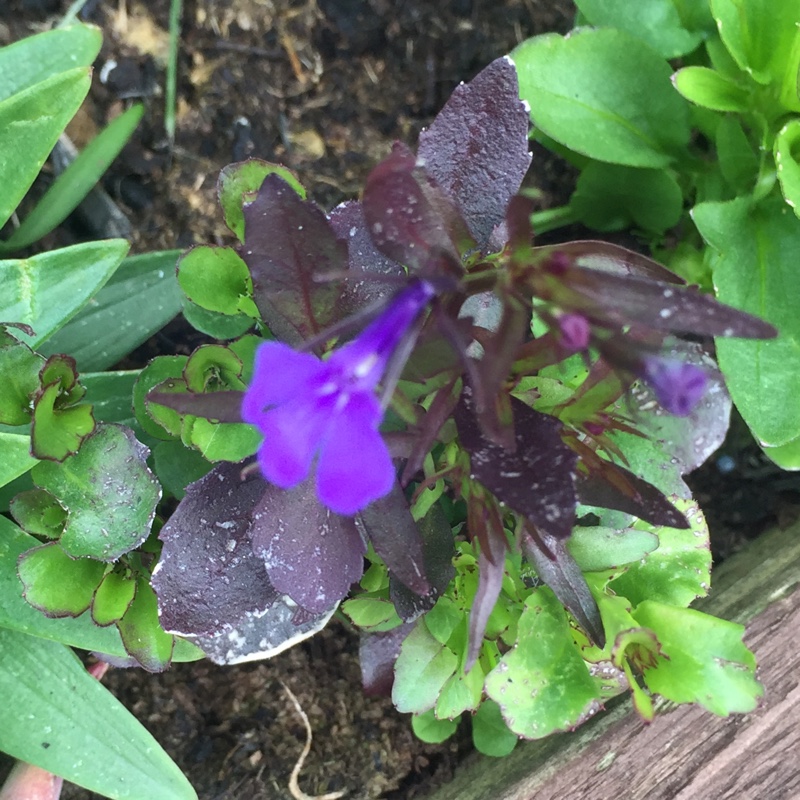 Plant image Lobelia Erinus 'Cambridge Blue'