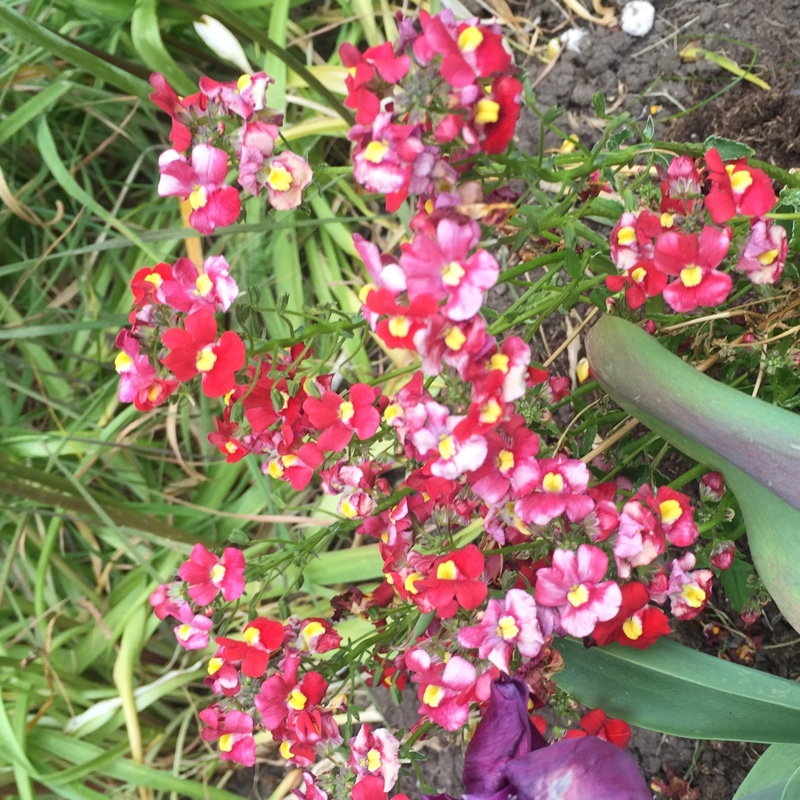 Plant image Nemesia strumosa 'St George'