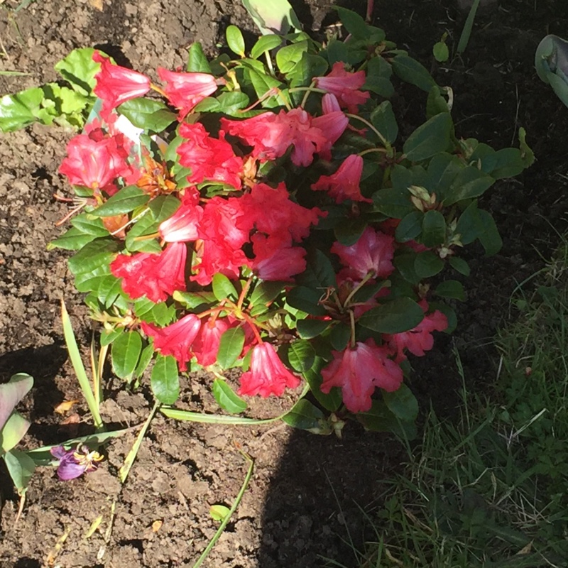 Plant image Rhododendron repens 'Bengal'