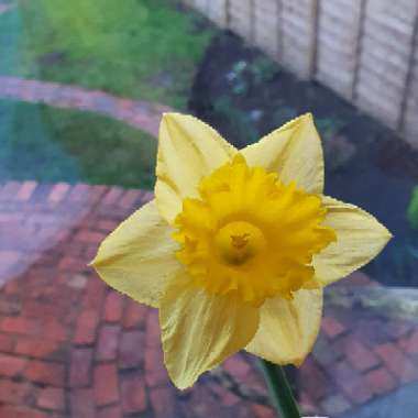 Narcissus pseudonarcissus