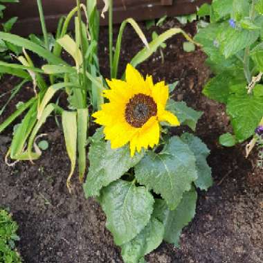 Sunflower 'Giant Single'