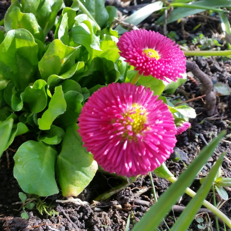 Plant image Bellis perennis 'Big Bob'