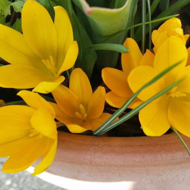 Plant image Crocus chrysanthus 'Romance'