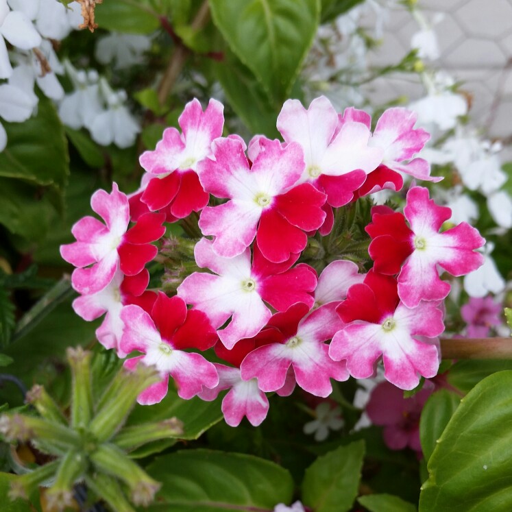 Plant image Verbena 'Twister Pink'